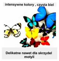 Motyle różnych kolorów i kształtów